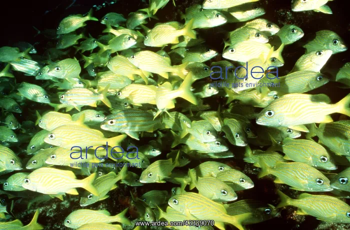 : FRENCH GRUNT FISH SHOAL : FRENCH GRUNT FISH SHOAL