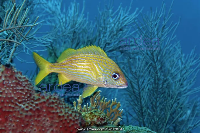 : French grunt (Haemulon flavolineatum), yellow grunt : French grunt (Haemulon flavolineatum), yellow grunt