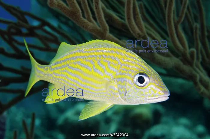 : French Grunt (Haemulon flavolineatum), Bonaire : French Grunt (Haemulon flavolineatum), Bonaire