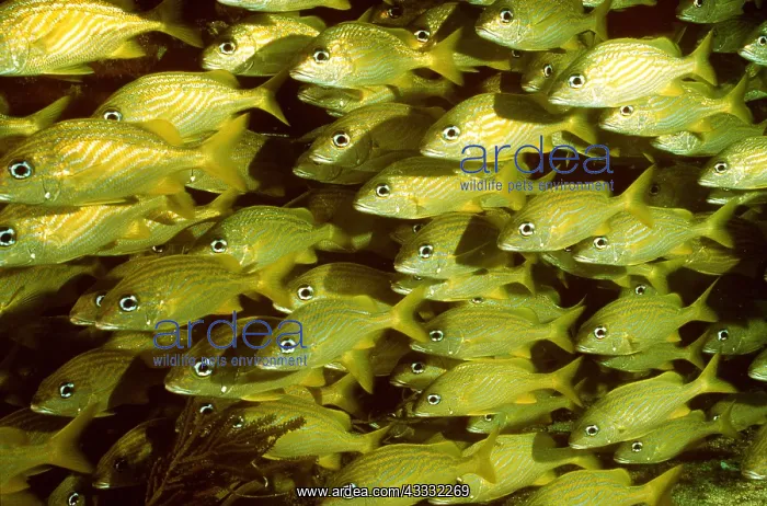  : FRENCH GRUNT - SHOAL