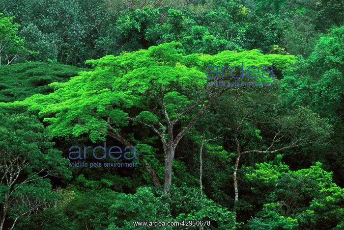 : French Guiana Forest : French Guiana Forest