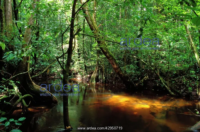  : French Guiana Forest