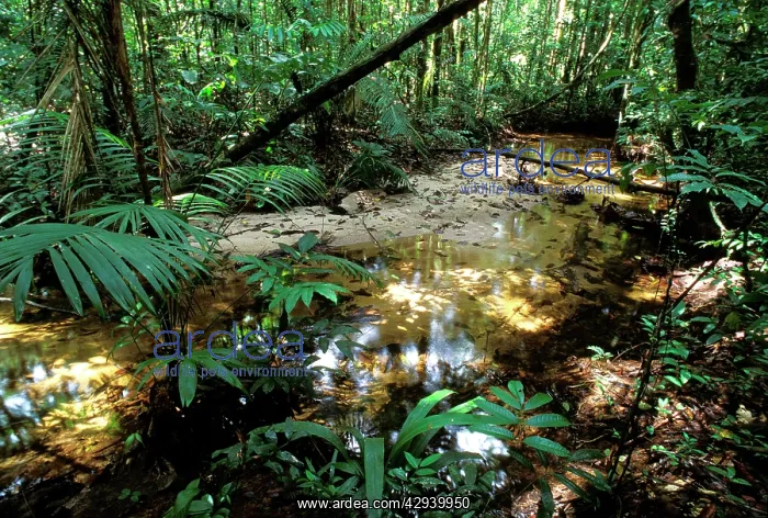  : French Guyana - rainforest