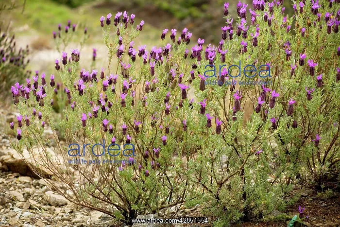 : French Lavender : French Lavender
