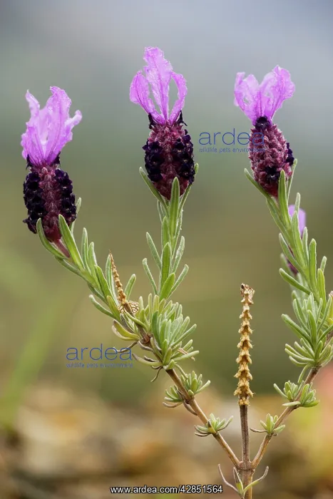 : French Lavender : French Lavender