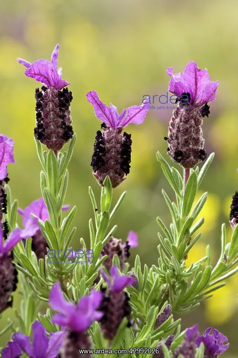 : French Lavender : French Lavender