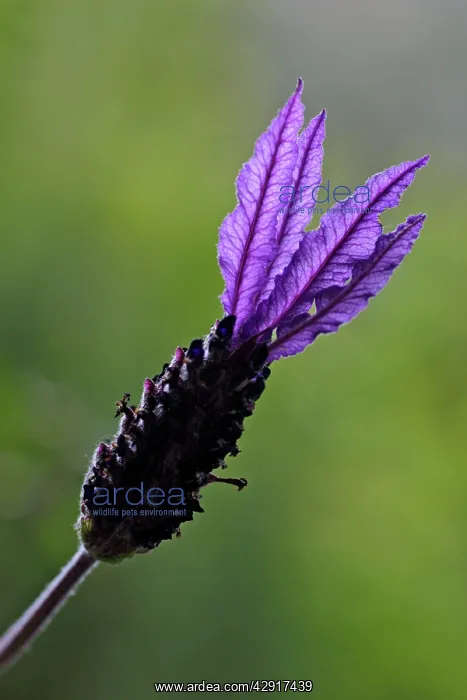: French Lavender - detailed study of blossom : French Lavender - detailed study of blossom