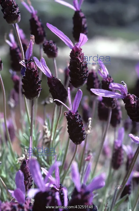 : French Lavender (Lavandula stoechas) : French Lavender (Lavandula stoechas)