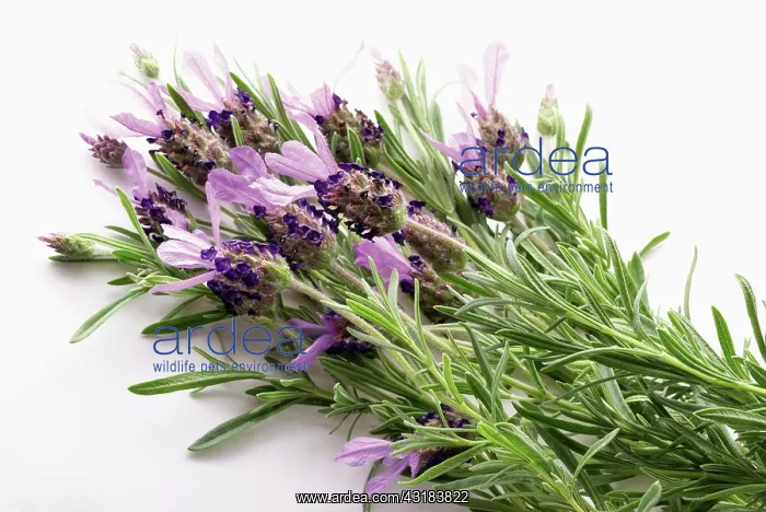 : French lavender, Lavandula stoechas, A bunch of : French lavender, Lavandula stoechas, A bunch of