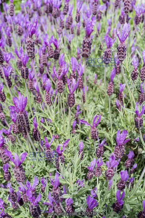  : French lavender, Norfolk UK