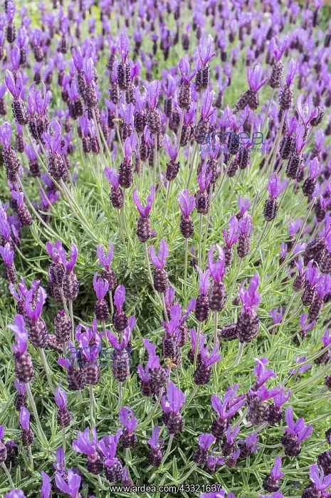 : French lavender, Norfolk UK