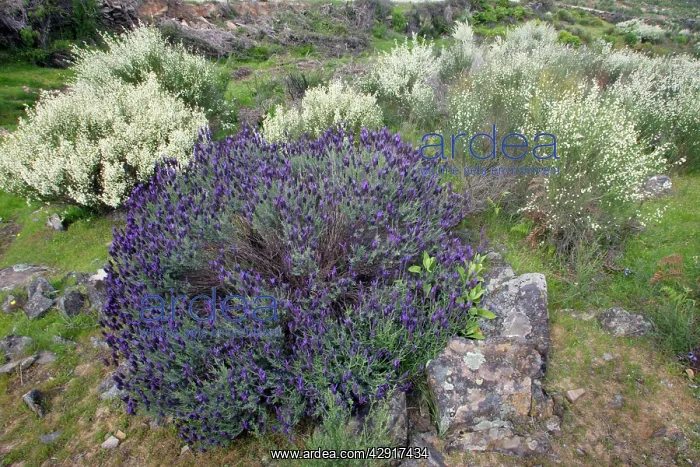 : French Lavender and White Broom (Lygos raetam) : French Lavender and White Broom (Lygos raetam)