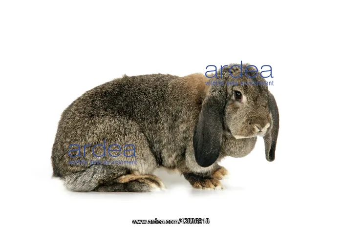  : French Lop Rabbit ( agouti ) - in studio