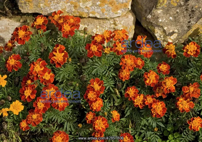  : French marigolds, by dry stone wall