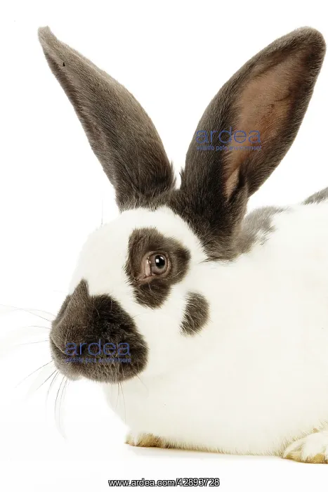  : French Papillon Rabbit