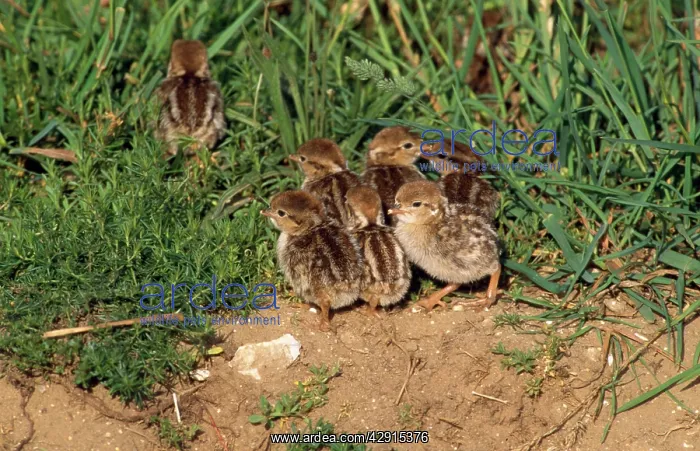 : French Partridge - chicks : French Partridge - chicks