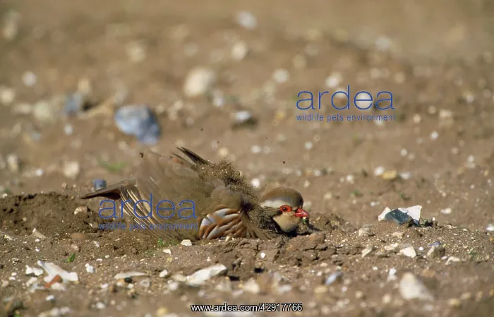 : French Partridge - dust bathing : French Partridge - dust bathing