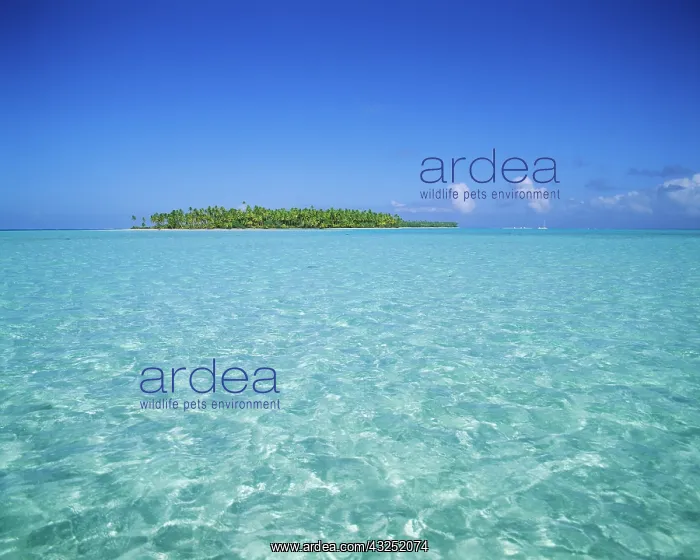 : FRENCH POLYNESIA, Bora Bora : FRENCH POLYNESIA, Bora Bora