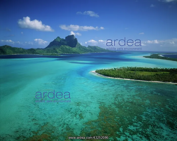 : FRENCH POLYNESIA, Bora Bora : FRENCH POLYNESIA, Bora Bora