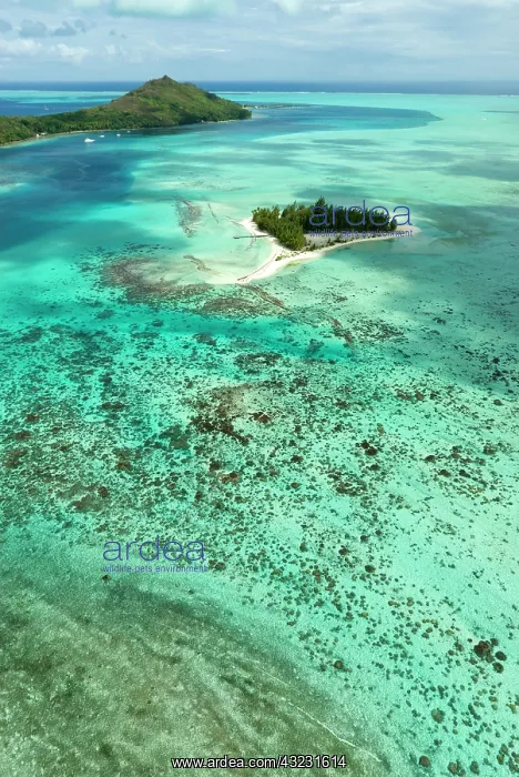 : French Polynesia. Bora Bora aerial. Motu : French Polynesia. Bora Bora aerial. Motu