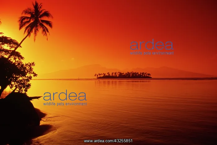 : FRENCH POLYNESIA, Moorea. Sunset : FRENCH POLYNESIA, Moorea. Sunset