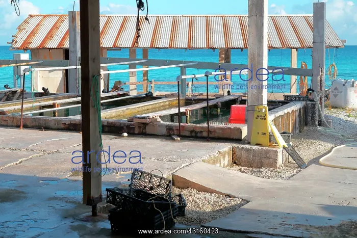 : The French Polynesia in pearl farms are organized : The French Polynesia in pearl farms are organized