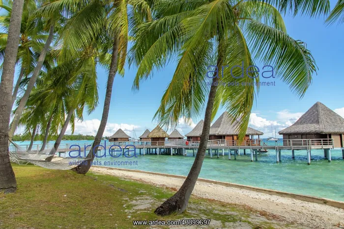 : French Polynesia, Rangiroa Atoll. Overwater bungalows : French Polynesia, Rangiroa Atoll. Overwater bungalows