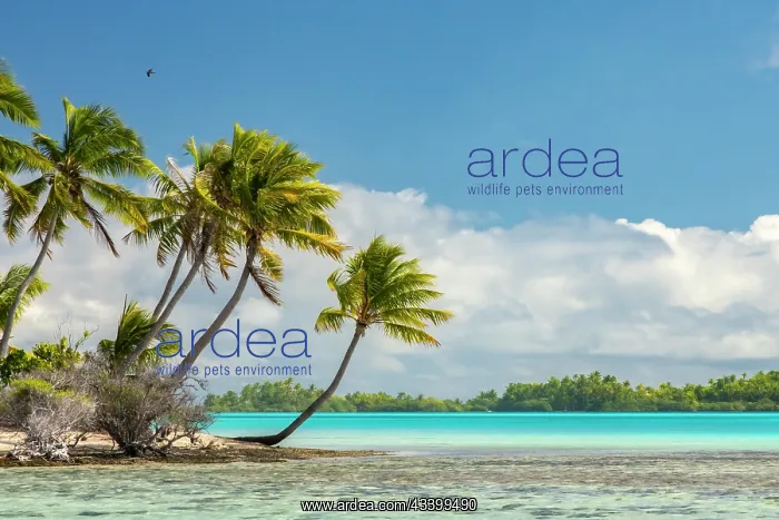: French Polynesia, Rangiroa Atoll. Blue Lagoon and : French Polynesia, Rangiroa Atoll. Blue Lagoon and