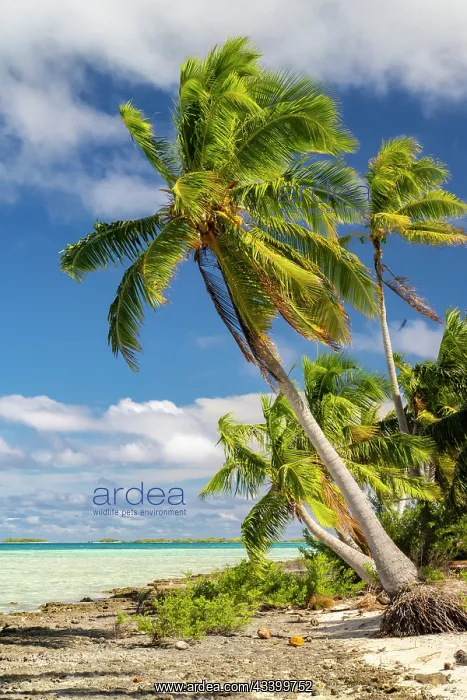: French Polynesia, Rangiroa Atoll. Blue Lagoon and : French Polynesia, Rangiroa Atoll. Blue Lagoon and