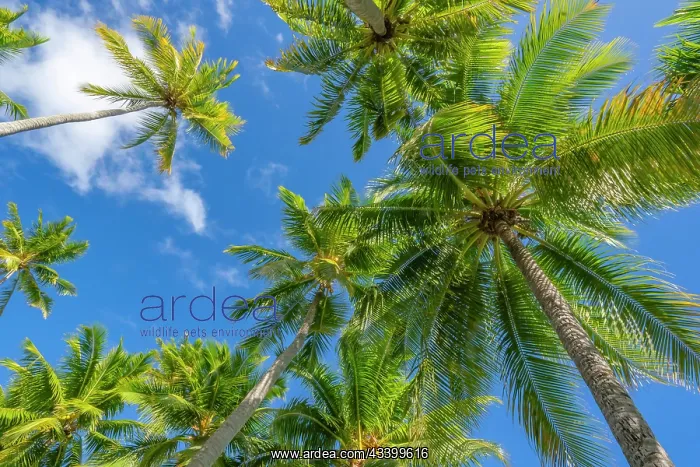 : French Polynesia, Rangiroa Atoll. Looking up at : French Polynesia, Rangiroa Atoll. Looking up at