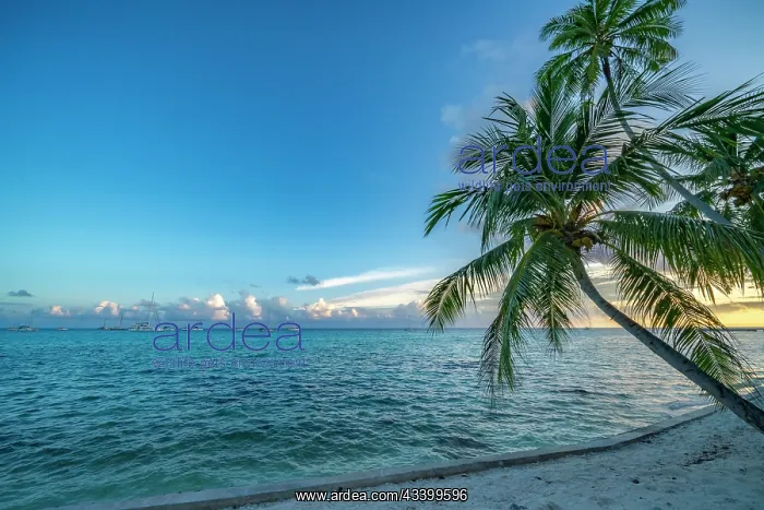 : French Polynesia, Rangiroa Atoll. Palm trees and : French Polynesia, Rangiroa Atoll. Palm trees and