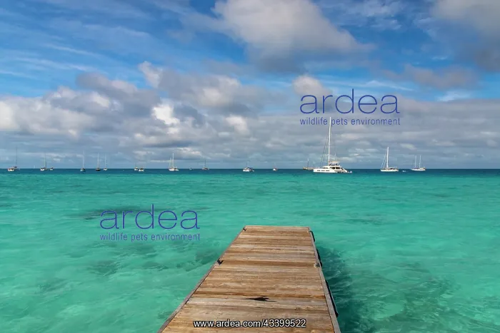 : French Polynesia, Rangiroa Atoll. Pier walkway and : French Polynesia, Rangiroa Atoll. Pier walkway and