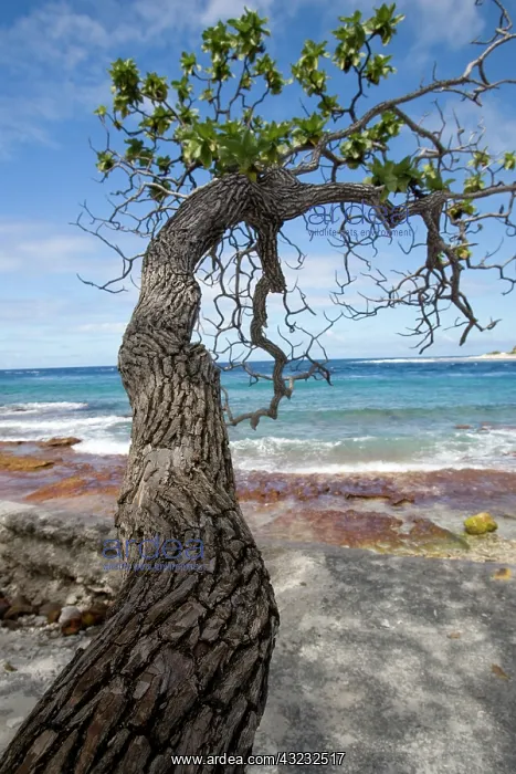 : French Polynesia, Society Islands, Rangiroa : French Polynesia, Society Islands, Rangiroa