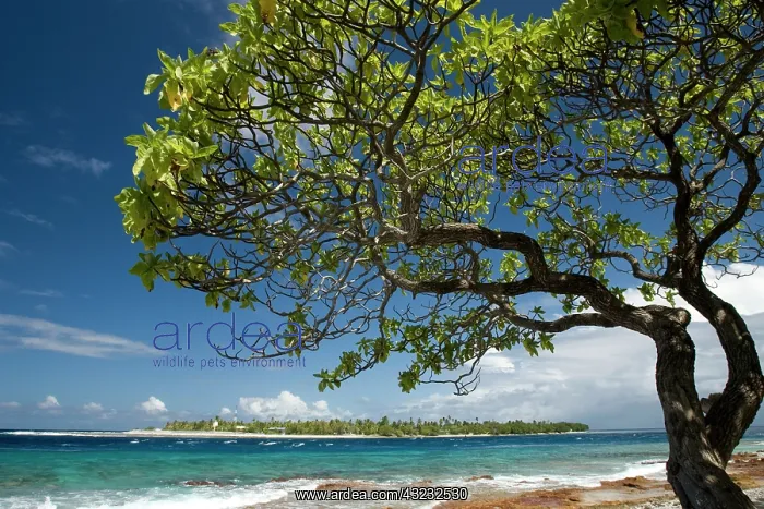 : French Polynesia, Society Islands, Rangiroa : French Polynesia, Society Islands, Rangiroa