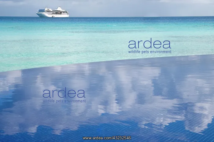 : French Polynesia, Society Islands, Rangiroa : French Polynesia, Society Islands, Rangiroa