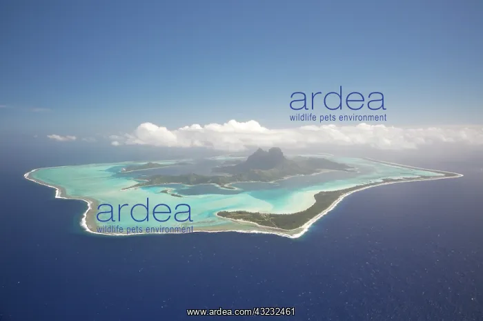 : French Polynesia, Tahiti, Bora Bora. The : French Polynesia, Tahiti, Bora Bora. The