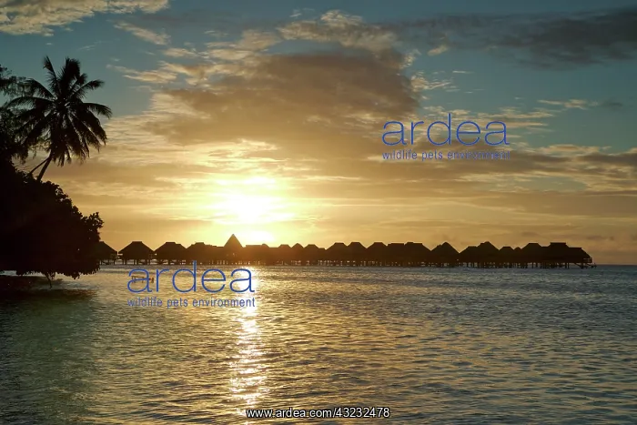: French Polynesia, Tahiti, Moorea. Bungalows : French Polynesia, Tahiti, Moorea. Bungalows