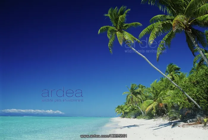 : FRENCH POLYNESIA, Tetiaroa : FRENCH POLYNESIA, Tetiaroa