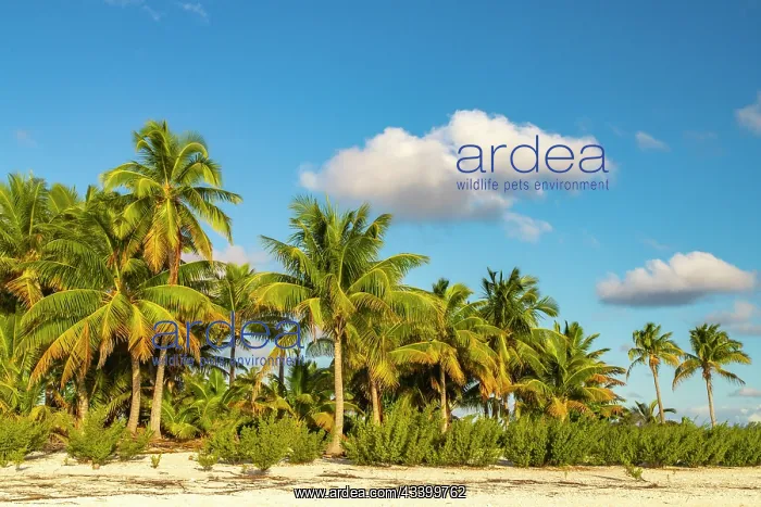  : French Polynesia, Tikehau Atoll. Beach and palm