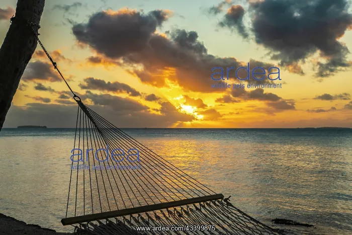 : French Polynesia, Tikehau Atoll. Hammock and seascape : French Polynesia, Tikehau Atoll. Hammock and seascape