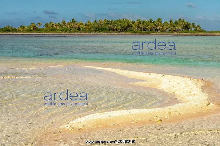 : French Polynesia, Tikehau Atoll. Ocean beach and : French Polynesia, Tikehau Atoll. Ocean beach and