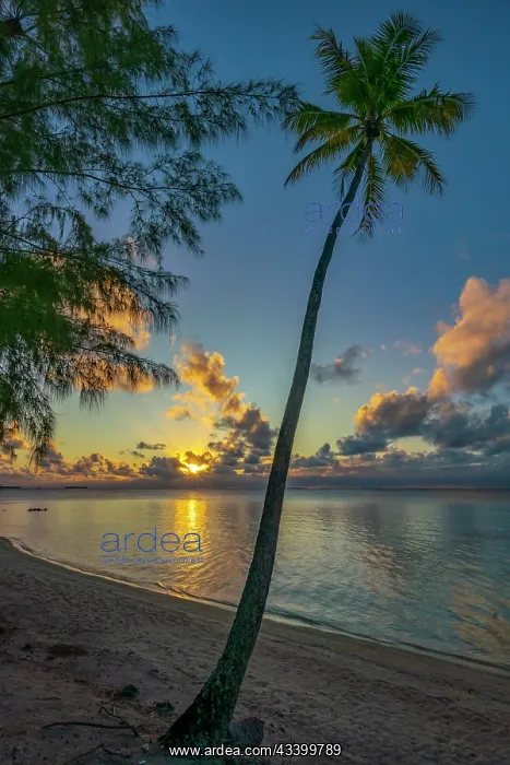 : French Polynesia, Tikehau Atoll, palm tree sunset : French Polynesia, Tikehau Atoll, palm tree sunset