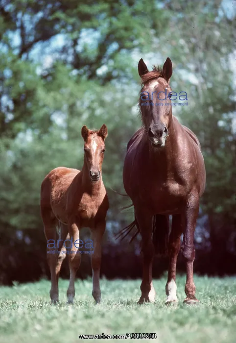 : French Saddle Horse - mare & foal : French Saddle Horse - mare & foal