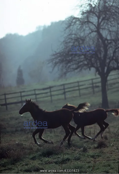 : French Saddle HORSES - young : French Saddle HORSES - young