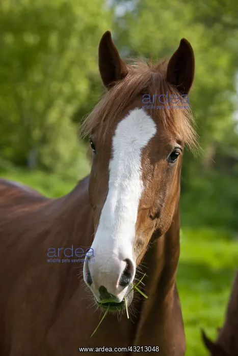 : French saddle mare in a spring meadow : French saddle mare in a spring meadow
