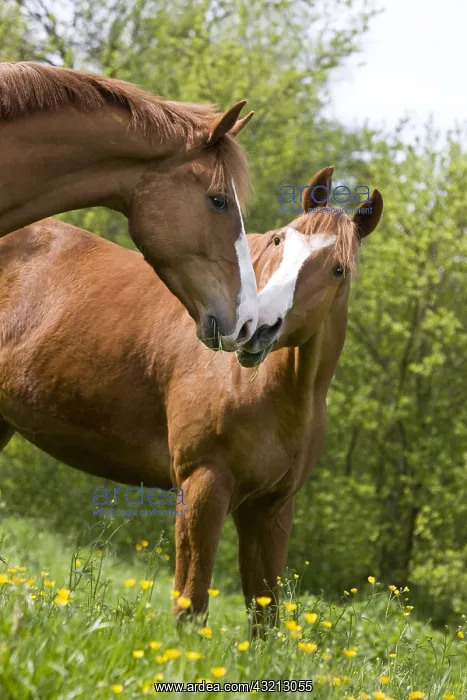 : French saddle mares in a spring meadow France : French saddle mares in a spring meadow France