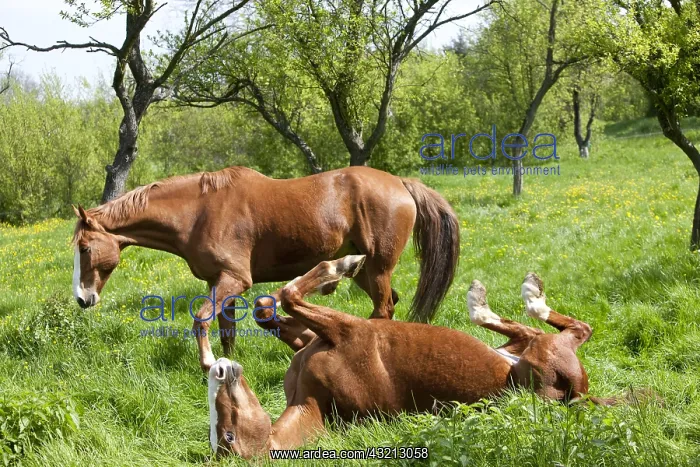 : French saddle mares in a spring meadow France : French saddle mares in a spring meadow France