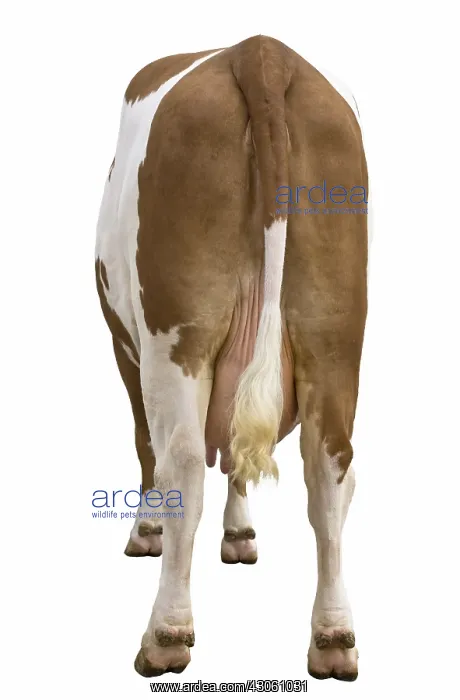 : French Simmental cow in studio : French Simmental cow in studio