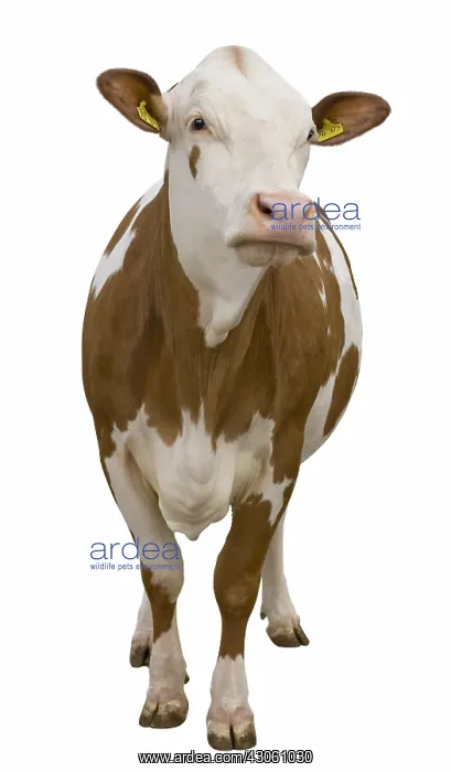 : French Simmental cow front view in studio : French Simmental cow front view in studio