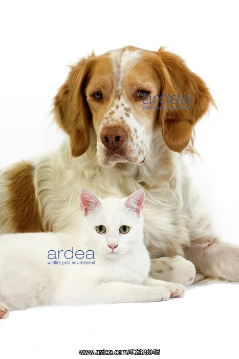 : French Spaniel (Cinnamon Color) and White Domes : French Spaniel (Cinnamon Color) and White Domes